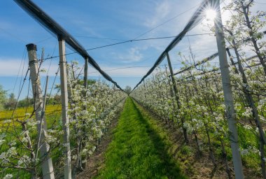 brigh ile bir meyve bahçesinde çiçek açan düşük saplı meyve ağaçları satır