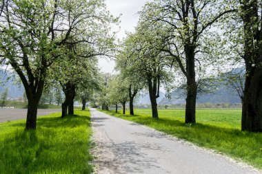 beyaz çiçekleri ile bahar ağaçları ile ülke yolu