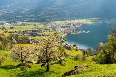 Switzerla merkez alplerinde Zug Gölü Üzerinde Arth köyü