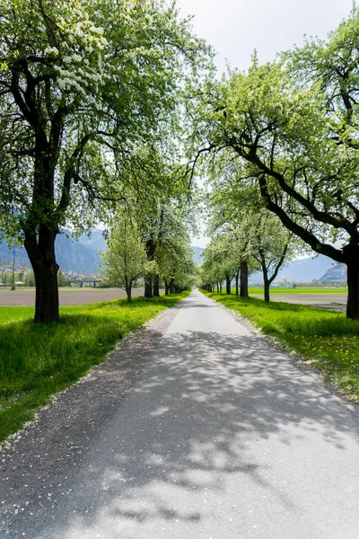 Estrada rural com árvores de primavera com flores brancas — Fotografia de Stock