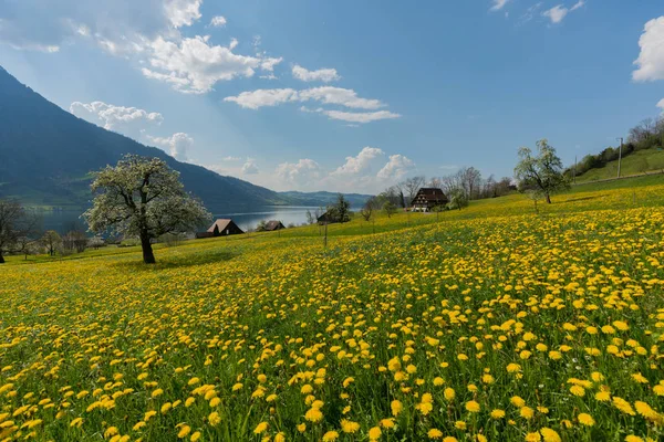 Champ de pissenlit jaune et ancienne ferme sur les rives du lac Zugersee dans les Alpes suisses centrales près d'Arth Goldau — Photo