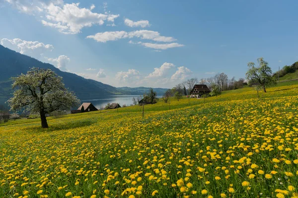 Κίτρινο πεδίο πικραλίδα και παλιά αγροικία στις όχθες της λίμνης Zugersee στις κεντρικές Ελβετικές Άλπεις κοντά Arth Goldau — Φωτογραφία Αρχείου