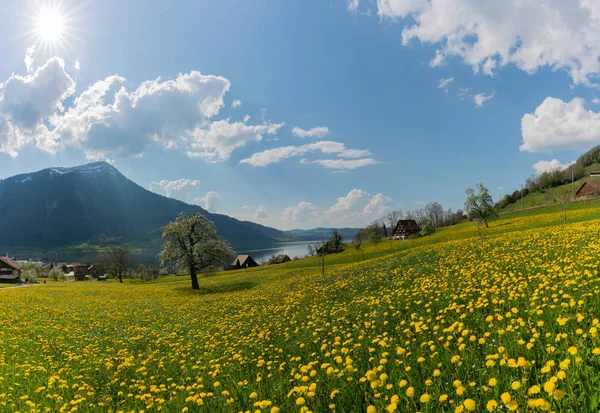 Gul maskros fält och gammal bondgård på stranden av sjön Zugersee i centrala schweiziska Alperna nära Arth Goldau — Stockfoto