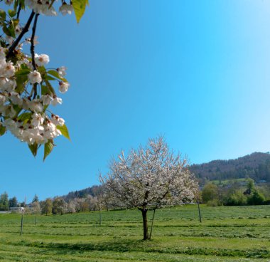 yeşil alanlar ve çiçek çi ile güzel bahar manzara