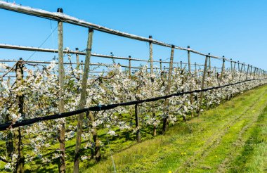 brig ile bir meyve bahçesinde çiçek açan düşük saplı kiraz ağaçları satır