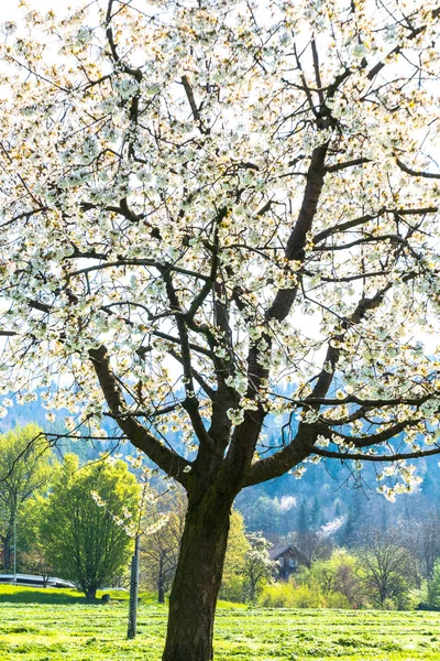 Close up view of a single cherry tree with white blossoms — Stock Photo, Image