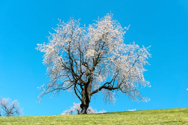 Close up view of a single cherry tree with white blossoms under — Stock Photo, Image