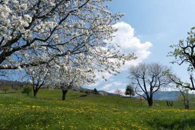 yeşil alanlar ve çiçek çi ile güzel bahar manzara