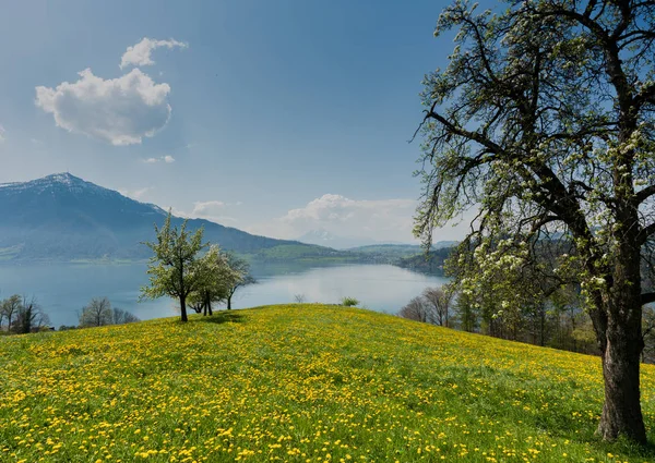 Nádherná krajina na břehu jezera ve Švýcarsku se zelenými poli — Stock fotografie