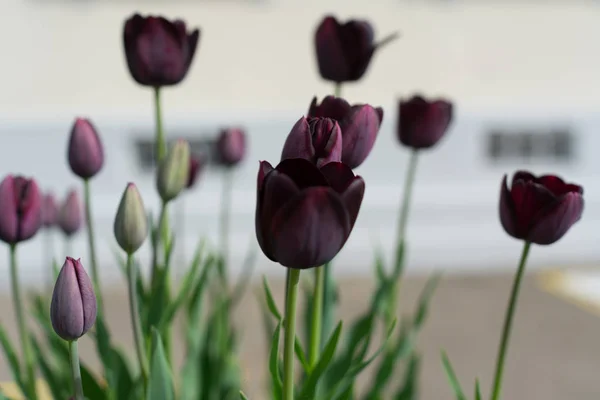 Rêveuse gros plan doux foyer de tulipes violettes — Photo