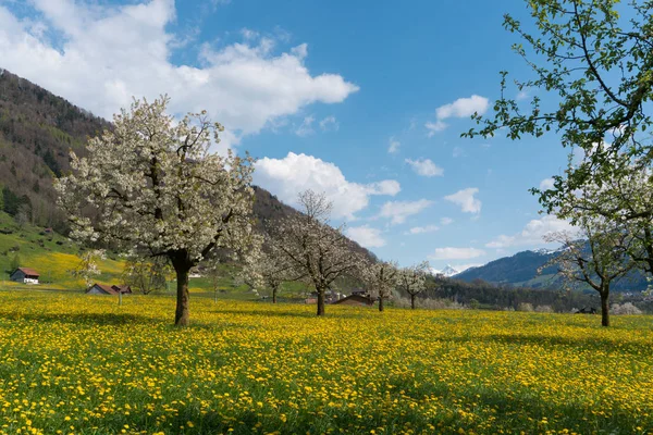 Krásná Jarní krajina se zelenými poli a kvetoucí cherena — Stock fotografie