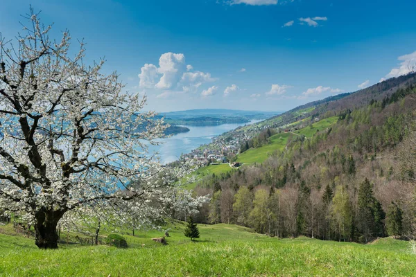 Bela paisagem de montanha e lago na primavera com flo — Fotografia de Stock