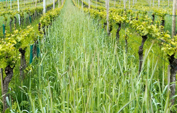 Vinhedo pinot noir com trigo orgânico crescendo entre linhas de g — Fotografia de Stock