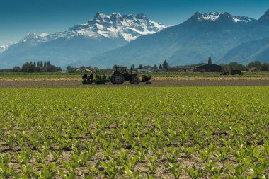 Villeneuve, Vd / İsviçre - 31 Mayıs 2019: çiftçiler f dikim