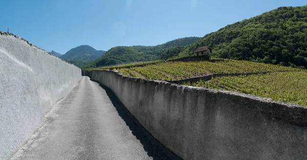 Estrada de campo ladeado por velhas paredes de rocha leva através de vinhas w — Fotografia de Stock