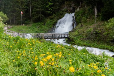 pastoral şelale yeşil orman manzara ve bir wil ile çevrili