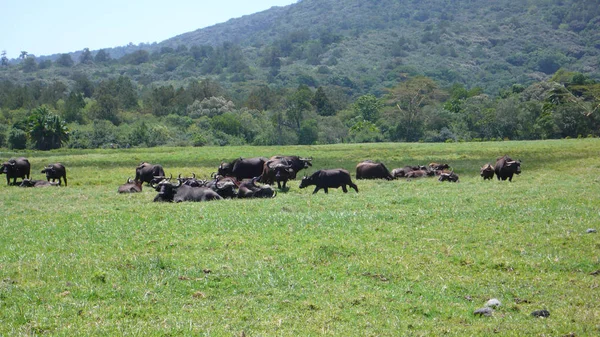 A herd of water buffalo on a grassy meadow in Arusha National Pa — Stock Photo, Image