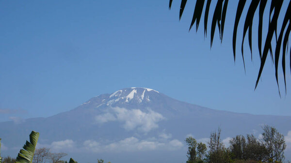 Majestic snowcapped Mount Kilimanjaro in Tanzania framed by palm fronds and trees under a cloudless blue sky