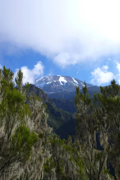 Gipfel des Kilimandscharo und tropischer Regenwald im Vordergrund — Stockfoto