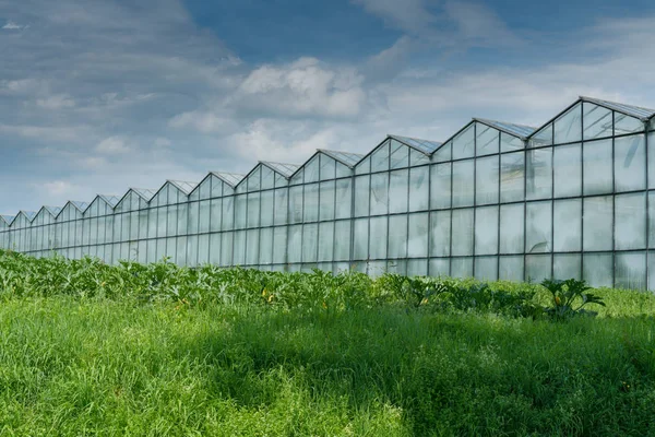 Gewächshäuser in industrieller Größe für den Anbau von Gemüse und Obst in — Stockfoto