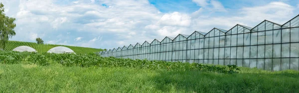 Industriell storlek växthus för odling av grönsaker och frukt i — Stockfoto