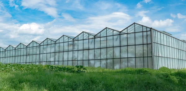 Industriell storlek växthus för odling av grönsaker och frukt i — Stockfoto