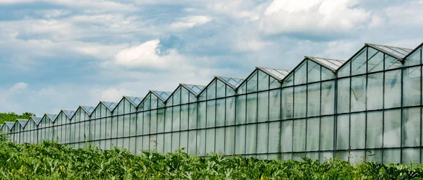 Serre di dimensioni industriali per la coltivazione di ortaggi e frutta in — Foto Stock