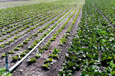 marul ve sulama sistemi satırları ile büyük çiftlik alanı