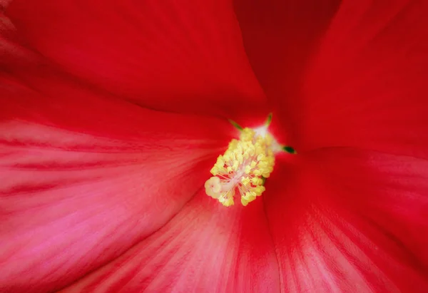 Macro gros plan d'une fleur d'hibiscus rouge géante — Photo