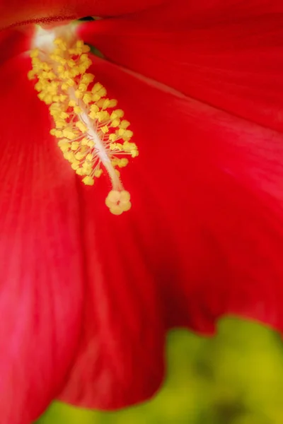 Macro gros plan d'une fleur d'hibiscus rouge géante — Photo