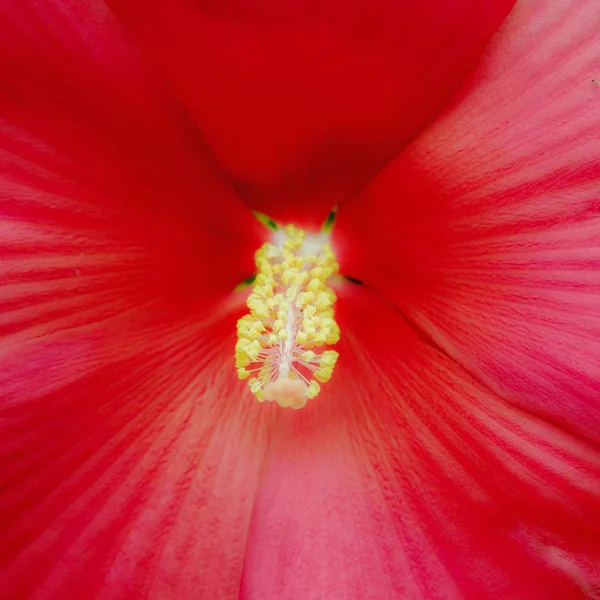 Macro gros plan d'une fleur d'hibiscus rouge géante — Photo