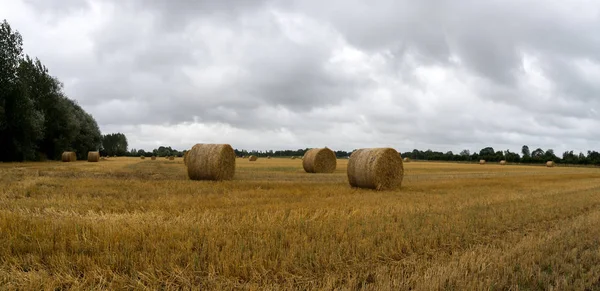 Золотое сено и соломенные тюки на большом фермерском поле под оверкой — стоковое фото