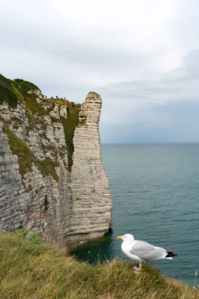 Vista de falésias verticais caindo no oceano com uma gaivota i — Fotografia de Stock