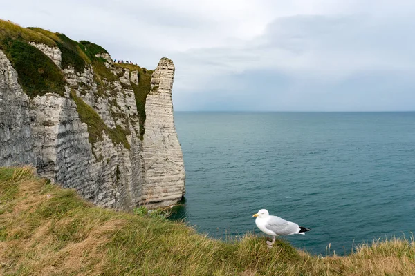 Vista de falésias verticais caindo no oceano com uma gaivota em primeiro plano — Fotografia de Stock