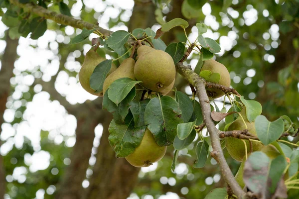 Ekologisk päron mognad på en fruktträd i en Orchard — Stockfoto