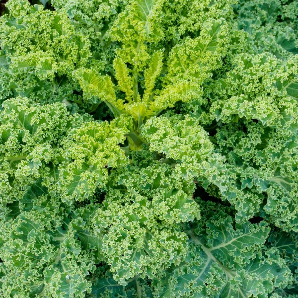 Organic green kale growing fast in a healthy and well-maintained vegetable patch — Stock Photo, Image