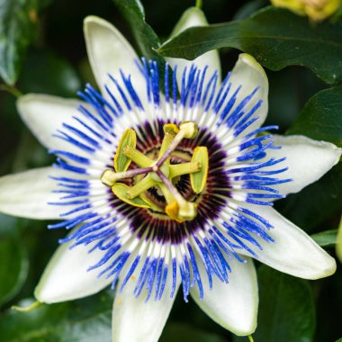 Çarkıfelek çiçeğinin ve sarmaşığın makro fotoğrafı