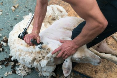 close up view of a shepherd shearing his sheep clipart
