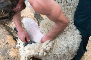 Koyunlarını kırpan bir çobanın yakın görüntüsü