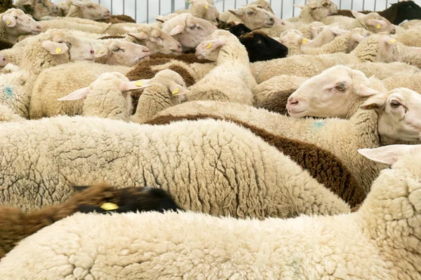 Muchas ovejas apiñadas juntas en un corral antes de ser cortadas — Foto de Stock