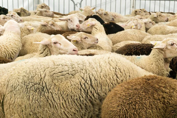 Muchas ovejas apiñadas juntas en un corral antes de ser cortadas —  Fotos de Stock