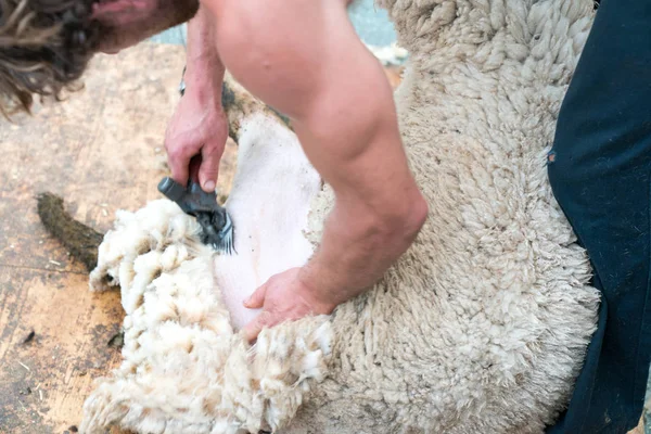 Vista de perto de um pastor tosquiando suas ovelhas — Fotografia de Stock