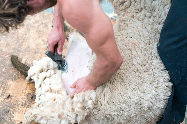close up view of a shearing his sheep of a sheep
