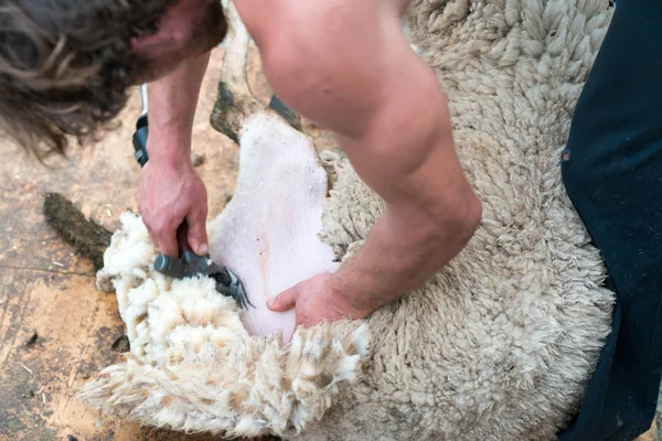 Vista da vicino di un pastore tosare le sue pecore — Foto Stock
