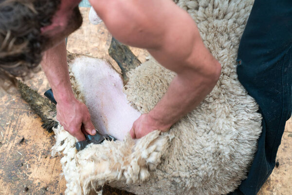 close up view of a shearing his sheep of a sheep
