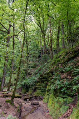 Vahşi yeşil Avrupa ormanı ve kumtaşı kanyonları 