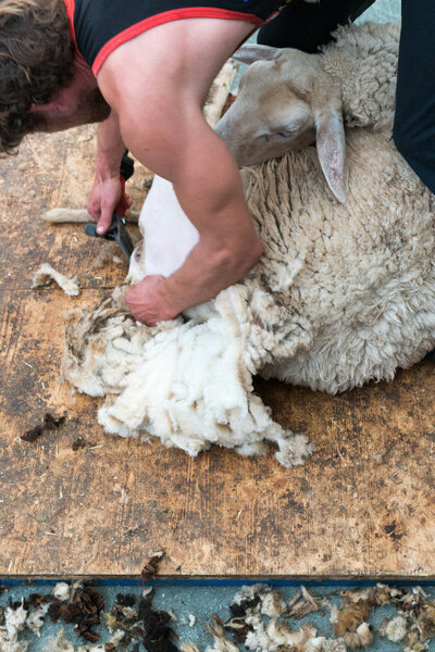 close up view of a shearing his sheep of a sheep
