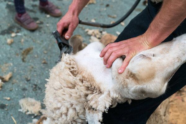 close up view of a shearing his sheep of a sheep
