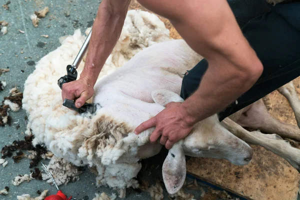 Vista de perto de um pastor tosquiando suas ovelhas — Fotografia de Stock