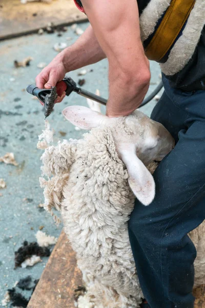 Vista de perto de um pastor tosquiando suas ovelhas — Fotografia de Stock